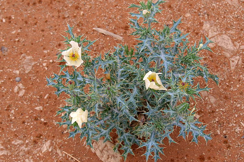 Sossusvlei