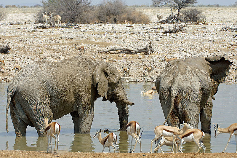 Etosha - Environs d Okaukuejo