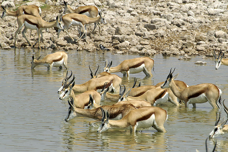 Etosha - Environs d Okaukuejo