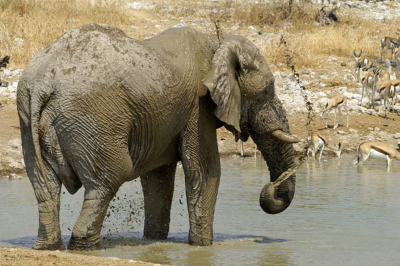 Etosha - Environs d Okaukuejo