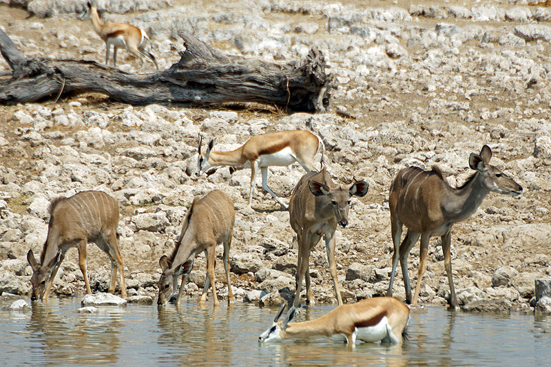 Etosha - Environs d Okaukuejo