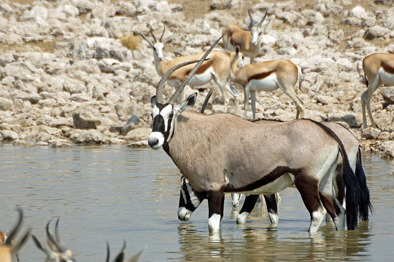 Etosha - Environs d Okaukuejo