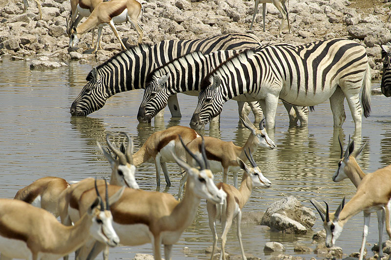 Etosha - Environs d Okaukuejo