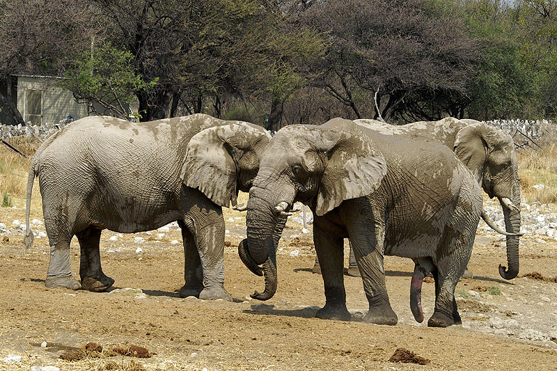 Etosha - Environs d Okaukuejo