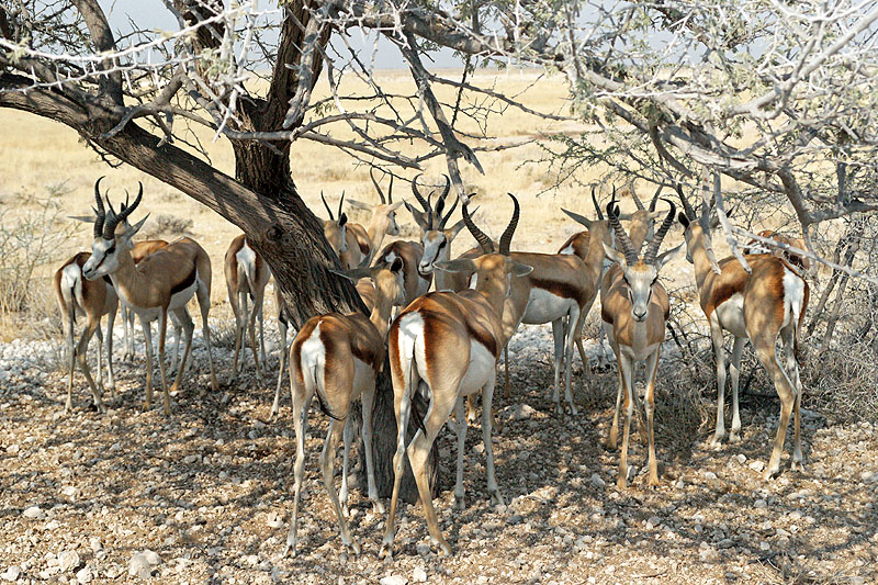 Etosha - Environs d Okaukuejo