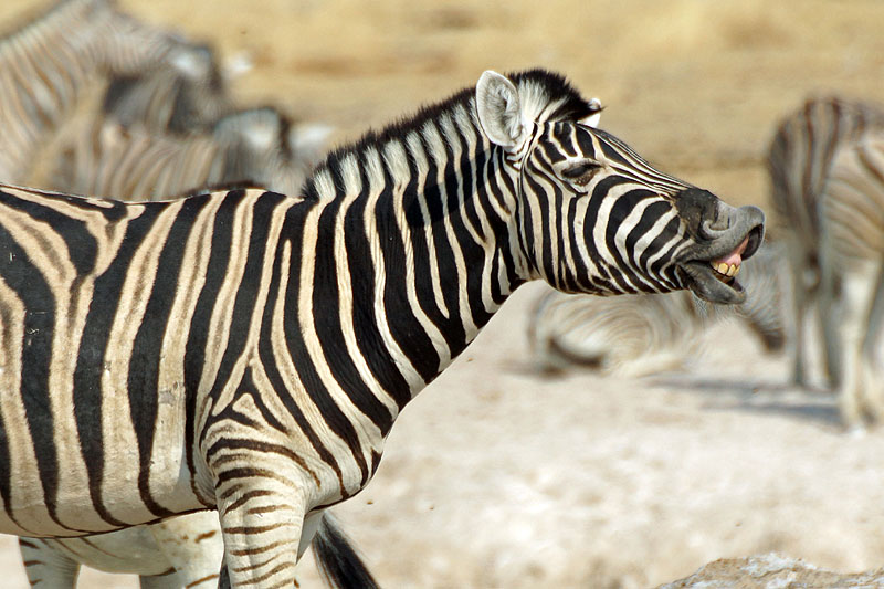 Etosha - Environs d Okaukuejo