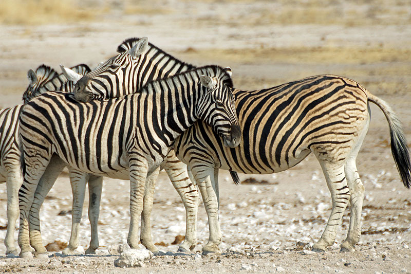 Etosha - Environs d Okaukuejo