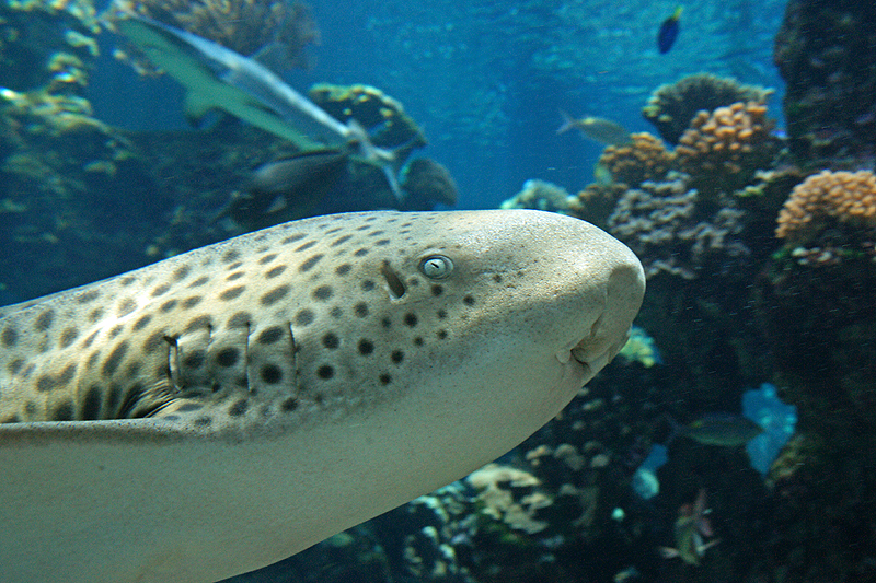 Nouméa