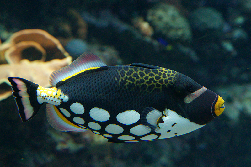 Nouméa