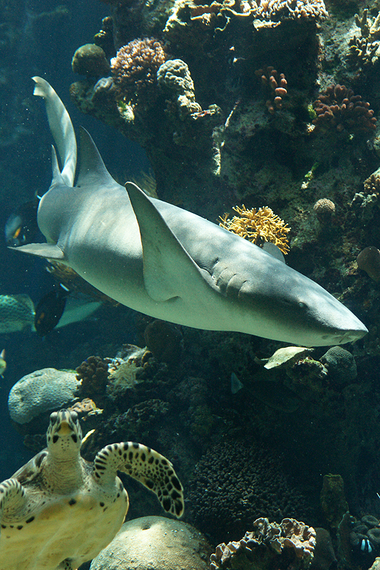 Nouméa
