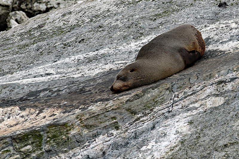 [q]Milford Sound[q]