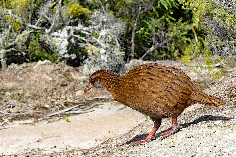 [q]Abel Tasman Coast Track[q]