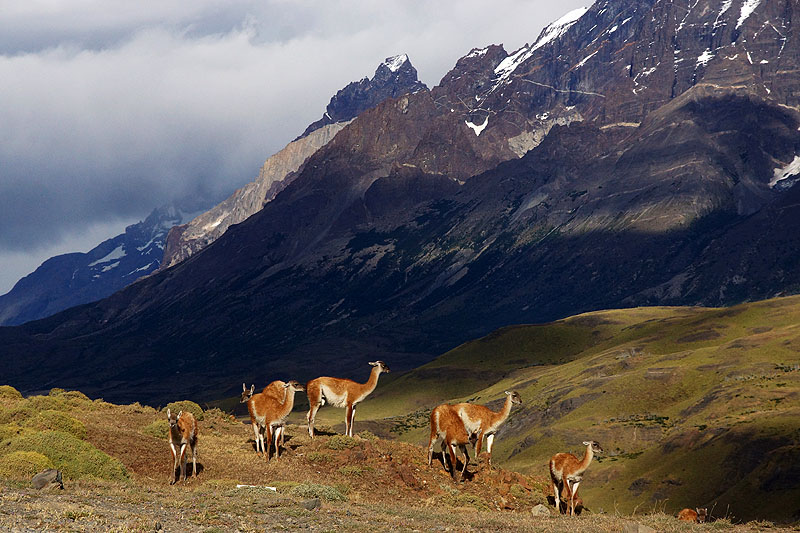 P.N. [q]Torres del Paine[q] - [q]Las Torres[q]