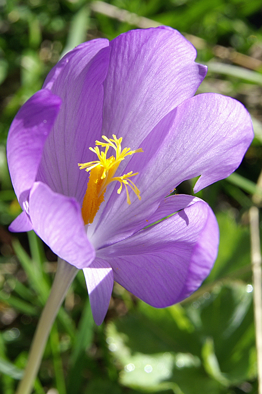 Cirque de Cagateille - Crocus