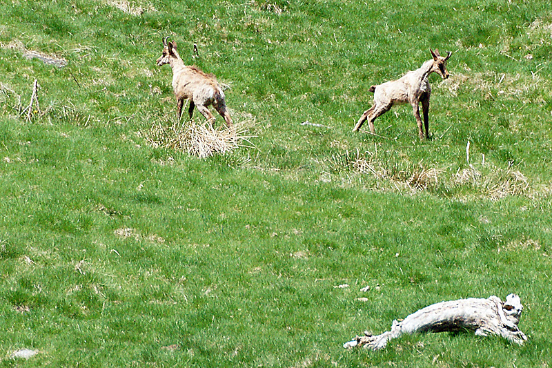 Vallée d Orlu - Deux isards (de loin, très loin)