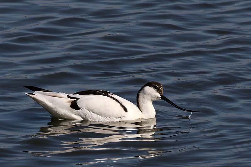 Réserve du Teich - 13h38 : avocette élégante