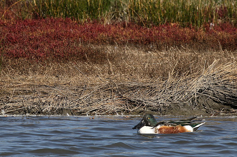 Réserve du Teich - 13h55 : canard souchet