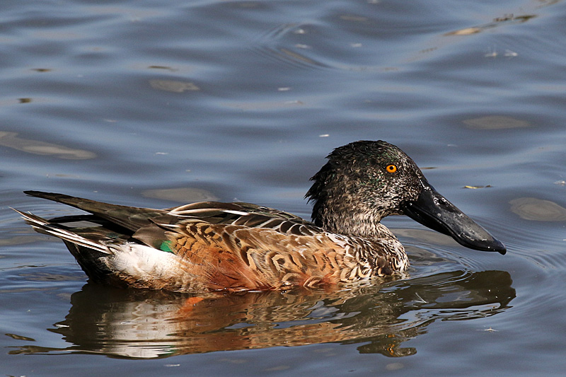 Réserve du Teich - 13h58 : canard souchet