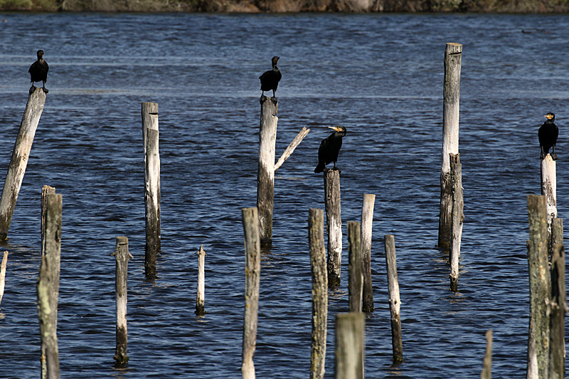 Réserve du Teich - 14h15 : grands cormorans 