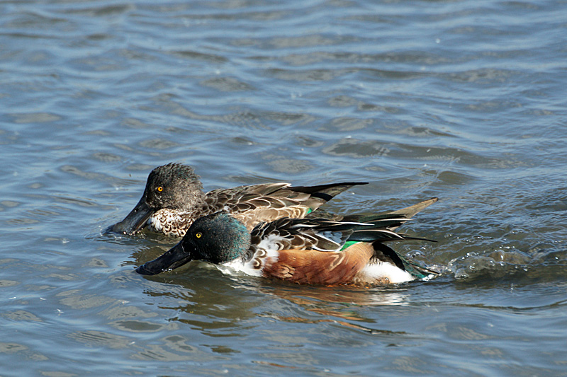 Réserve du Teich - 14h02 : canards souchets