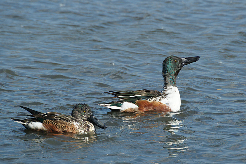Réserve du Teich - 14h02 : canards souchets