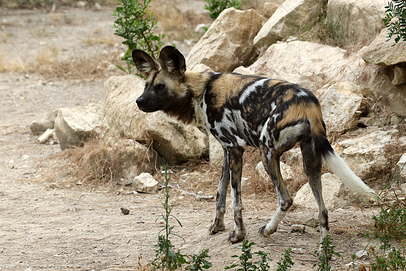 Safari à Sigean - Lycaon