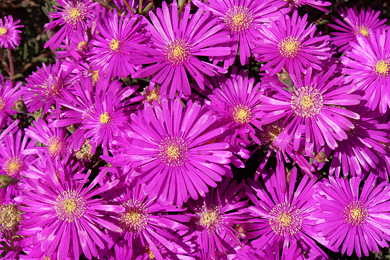 Entre Aude et Pyrénées Orientales - Marguerites Livingstone