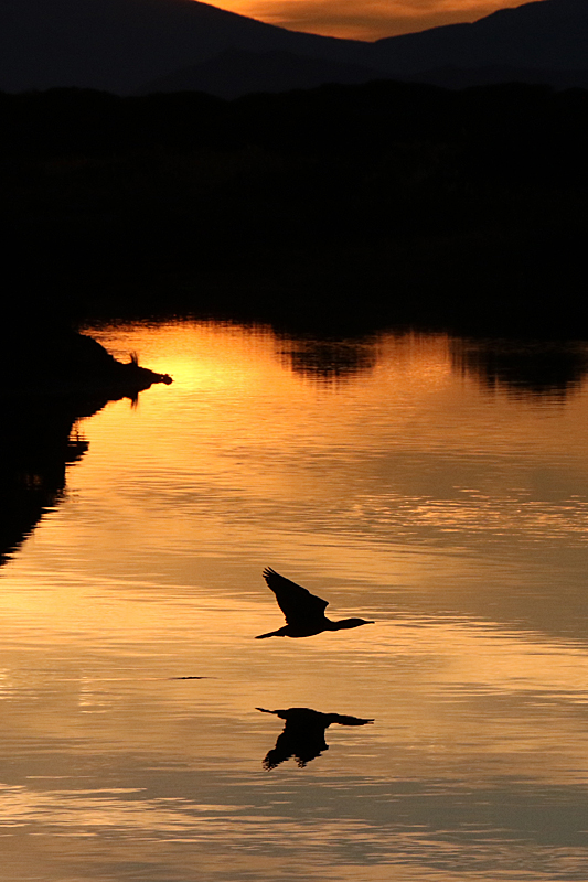 Couchers de soleil - Vol de cormoran au coucher du soleil sur l étang de Leucate