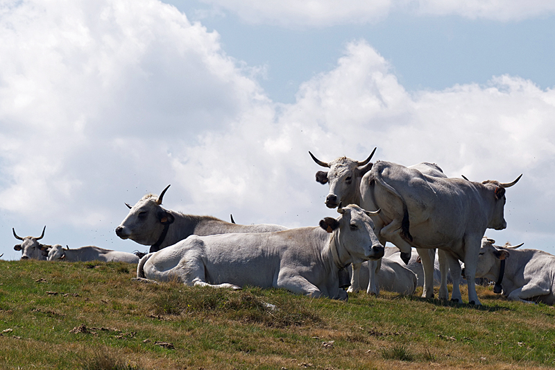 C est bête ! - Vaches au plateau de Beille