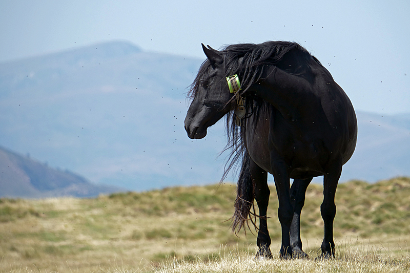 C est bête ! - Cheval au plateau de Beille