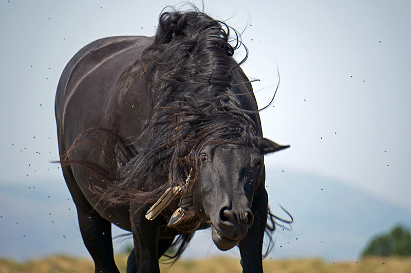 C est bête ! - Cheval au plateau de Beille
