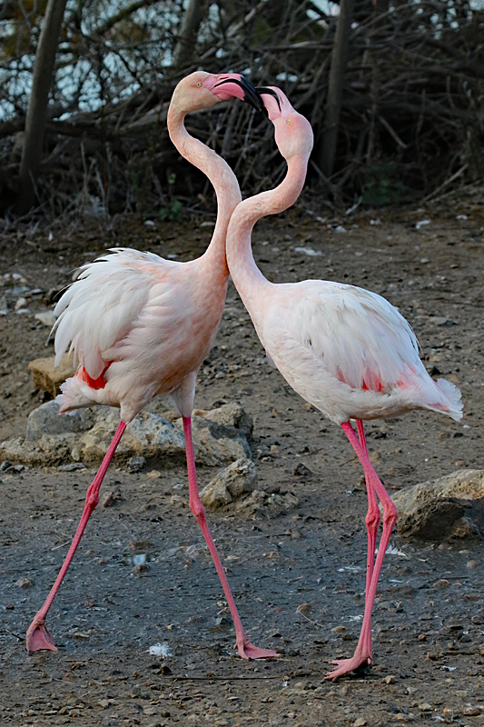 Safari à Sigean ! - Flamants roses