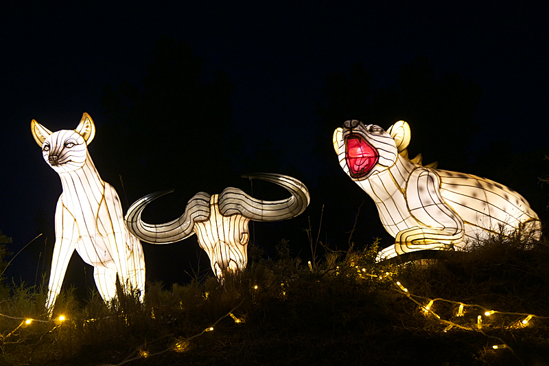 Lumières Africaines ! - Lanternes à la réserve africaine de Sigean