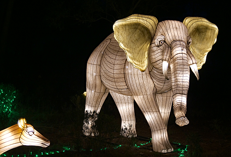 Lumières Africaines ! - Lanternes à la réserve africaine de Sigean