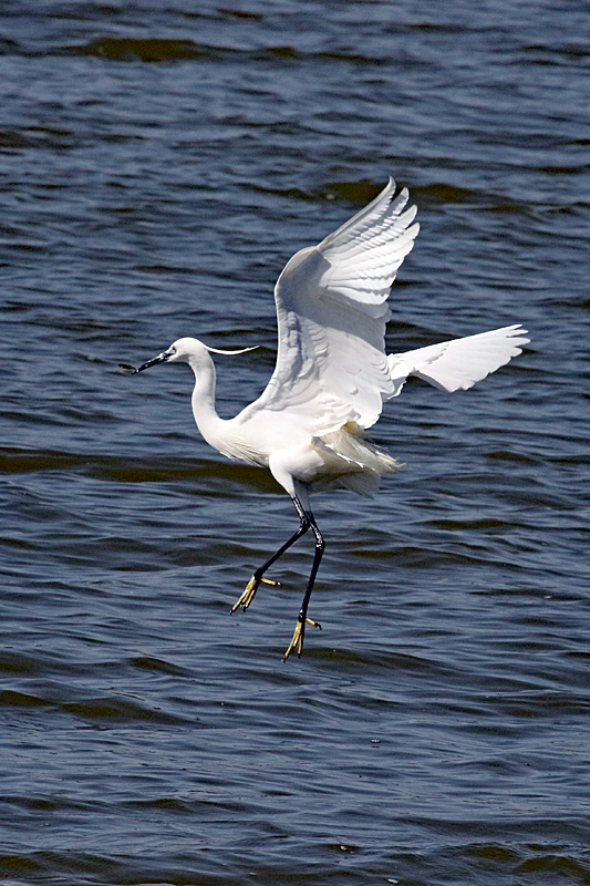 Peyriac de Mer ! - Aigrette garzette