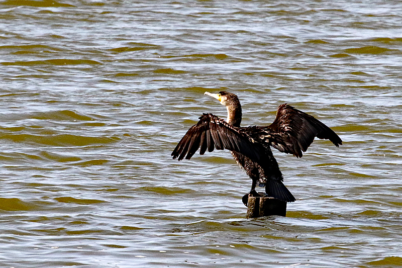 Peyriac de Mer ! - Grand cormoran