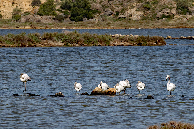 Peyriac de Mer ! - Flamants roses immatures