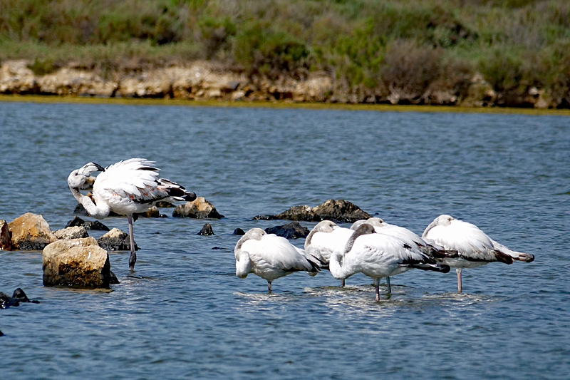 Peyriac de Mer ! - Flamants roses immatures