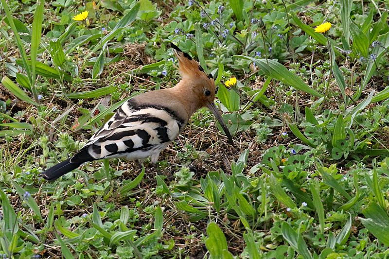 Le domaine des oiseaux ! - Huppe fasciée (à Toulouse [:;] mais on doit pouvoir en observer à Mazères)