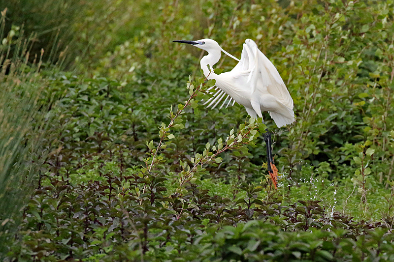 Le domaine des oiseaux ! - Aigrette garzette