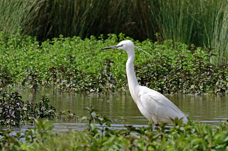 Le domaine des oiseaux ! - Aigrette garzette
