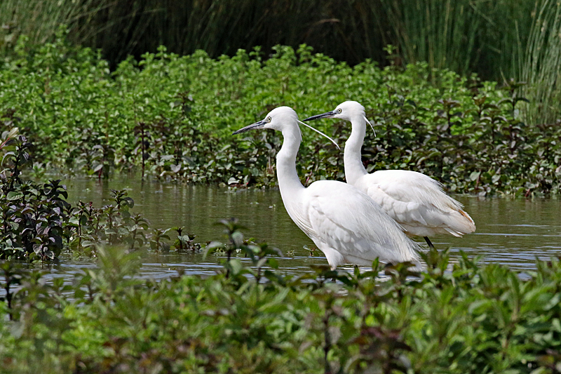 Le domaine des oiseaux ! - Aigrettes garzettes