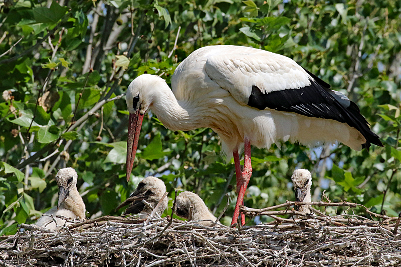 Le domaine des oiseaux ! - Cigogne blanche & ses cigogneaux