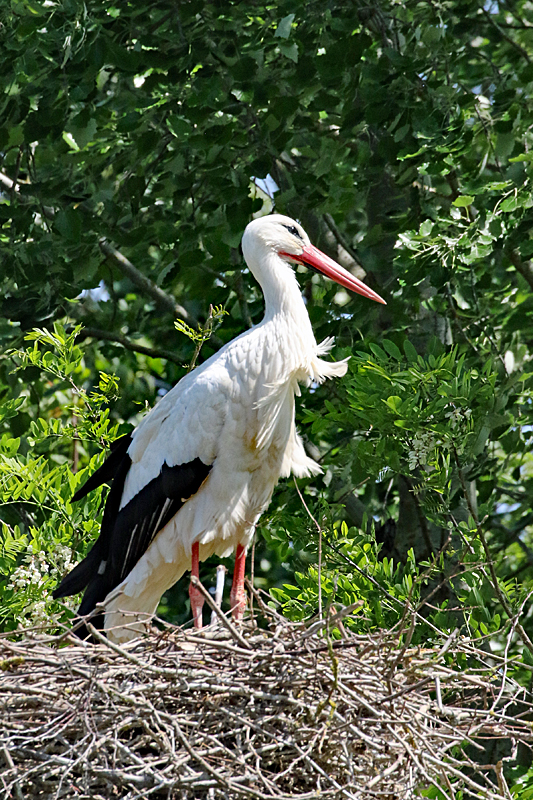 Le domaine des oiseaux ! - Cigogne blanche