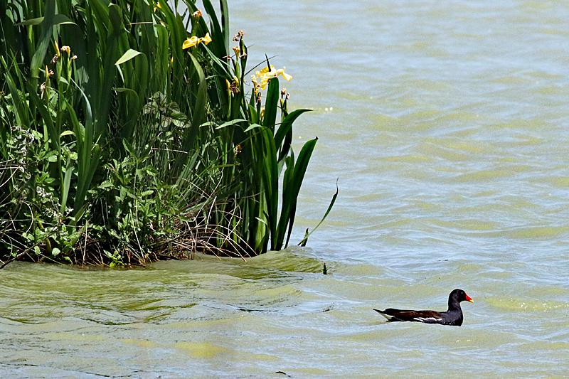 Le domaine des oiseaux ! - Gallinule poule-d eau