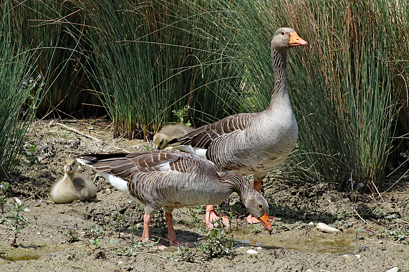 Le domaine des oiseaux ! - Oies cendrées & leurs oisons