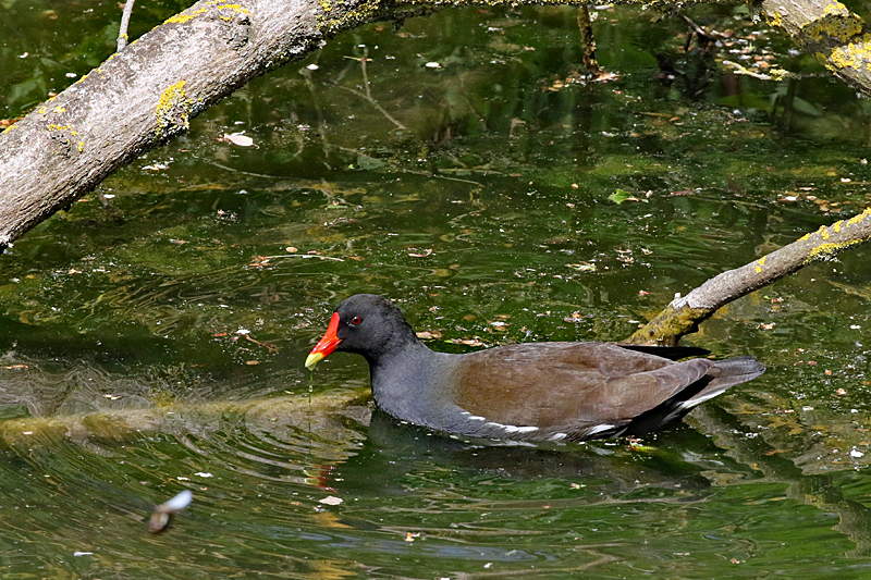 Le domaine des oiseaux ! - Gallinule poule-d eau