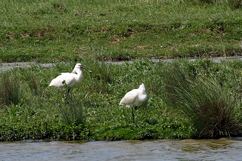 Le domaine des oiseaux ! - Spatules blanches