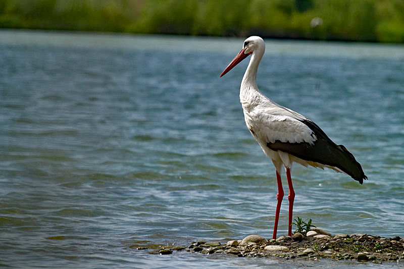 Le domaine des oiseaux ! - Cigogne blanche