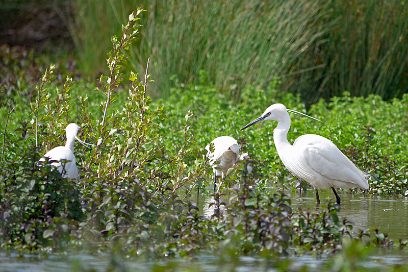 Le domaine des oiseaux ! - Aigrettes garzettes